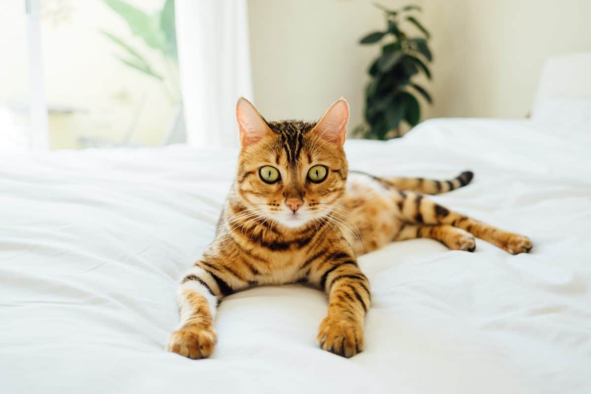 bengal cat lying