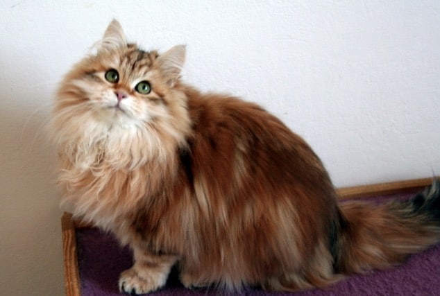 Siberian cat