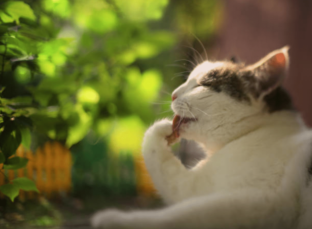 cat toilet lick