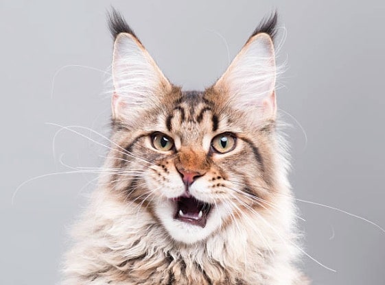 maine coon cat meows