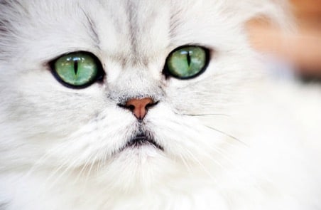 persian cat portrait