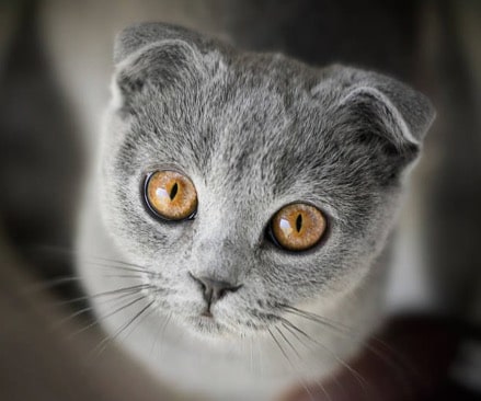 chat scottish fold