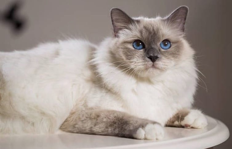 Burmese sacred cat