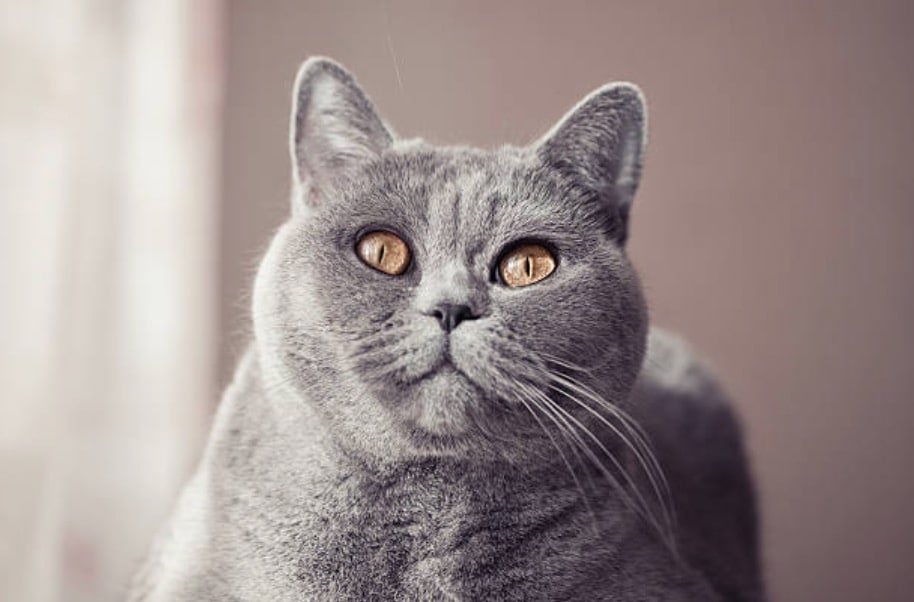 chat gris british shorthair