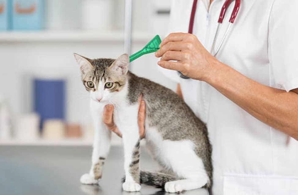 veterinary pipette cat