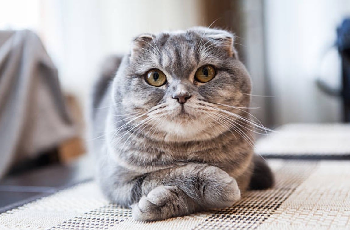 scottish fold cat lying paws crossed