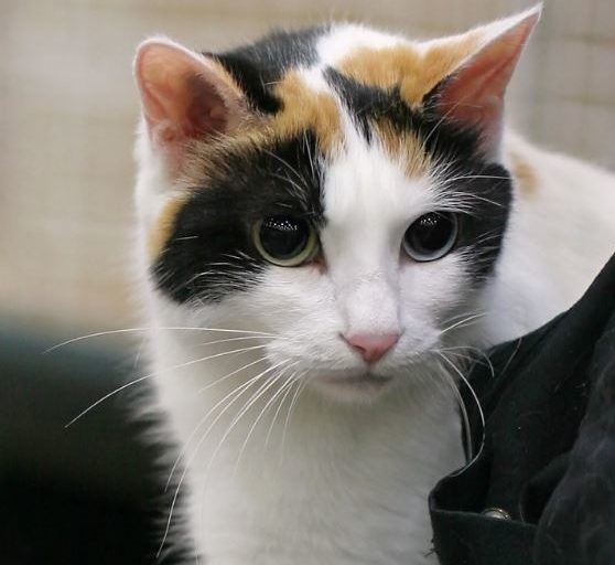 japanese bobtail chat