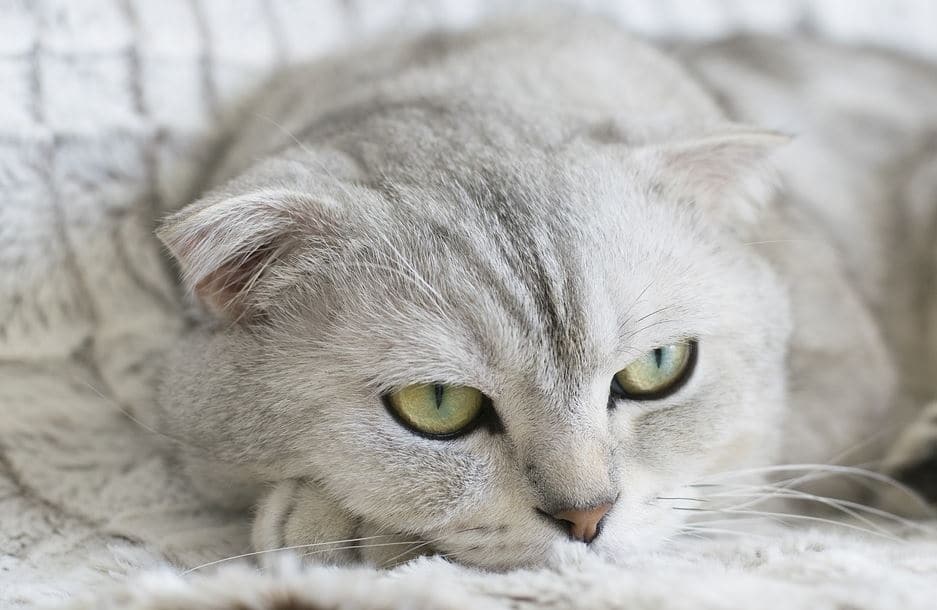 chat scottish fold