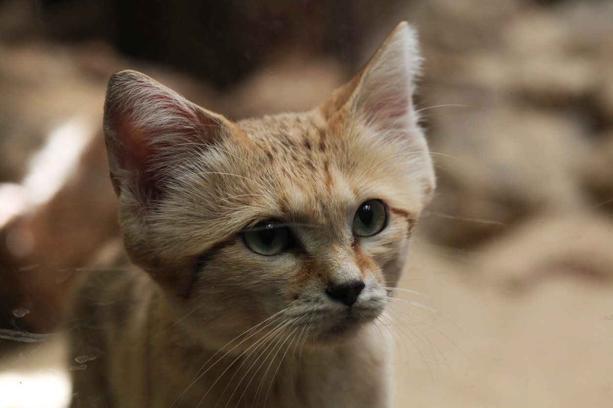 sand cat