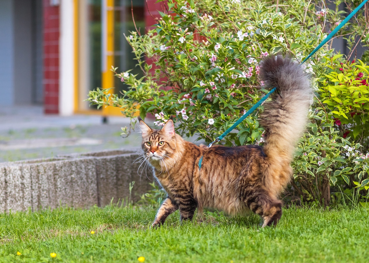 cat leash harness walking