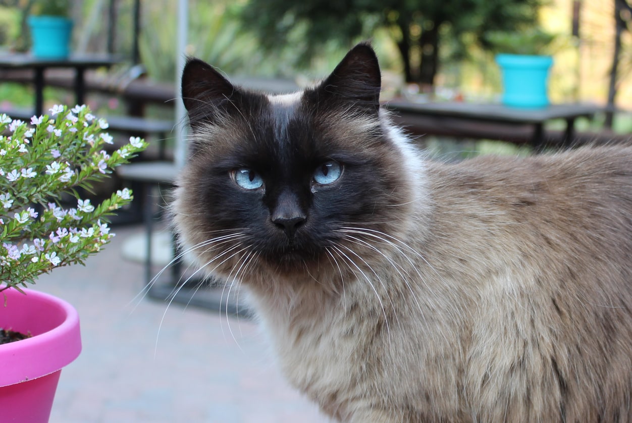 Balinese cat