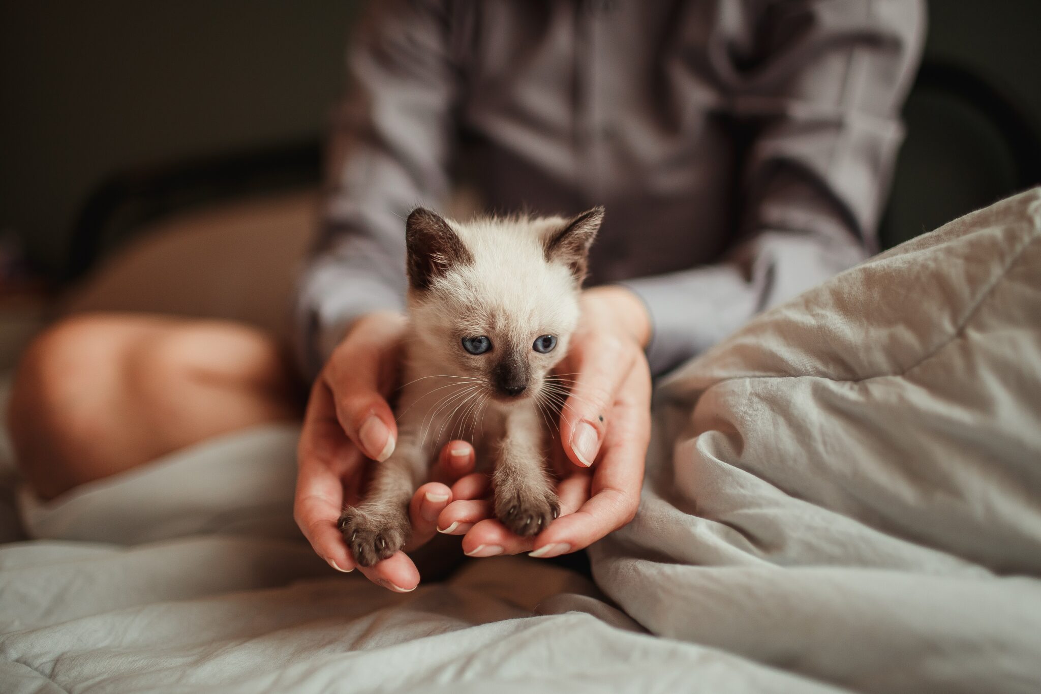 light kitten on bed