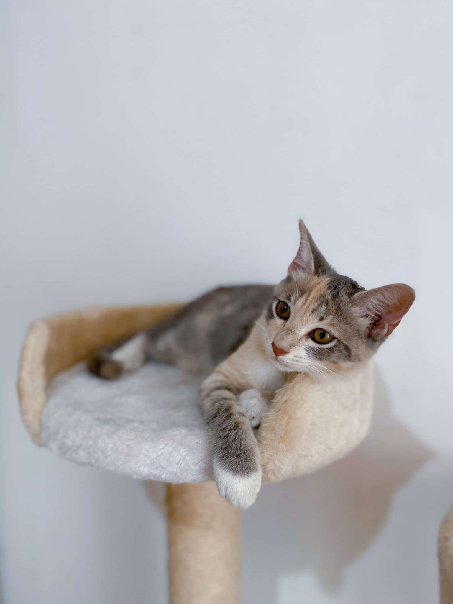 kitten on cat tree