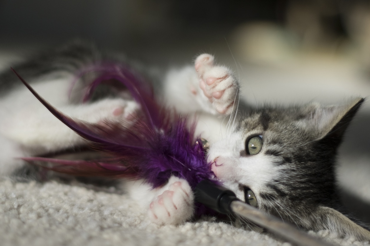 kitten playing