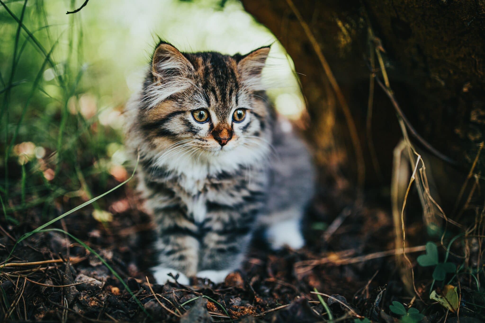 kitten in nature