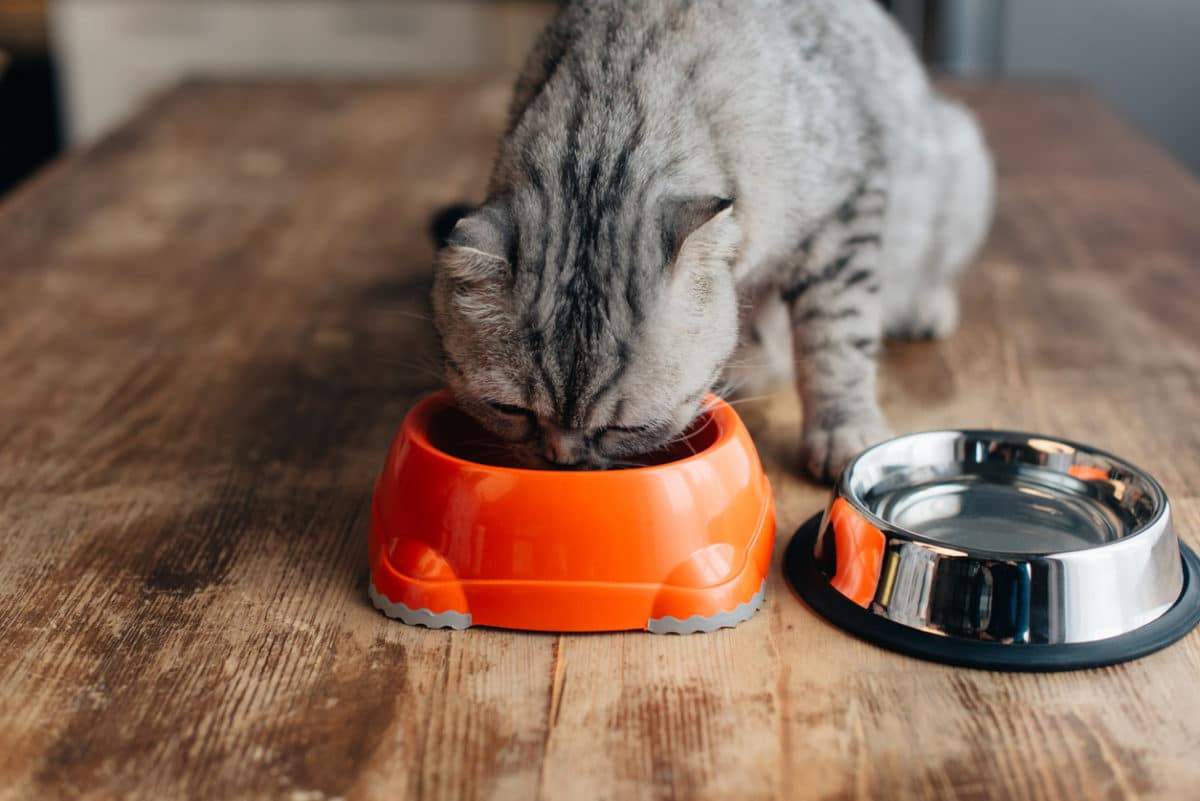 cat bowls