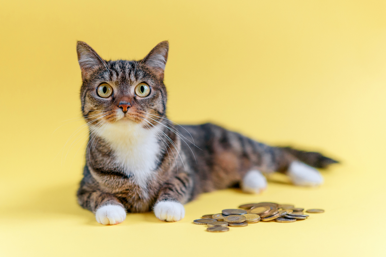 cat money mutual insurance pet