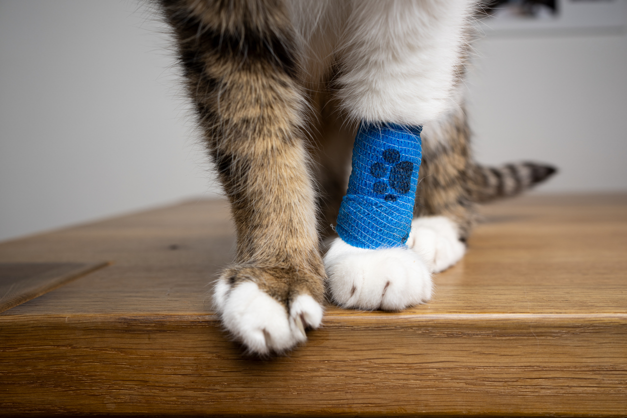 cat injury paw animal insurance