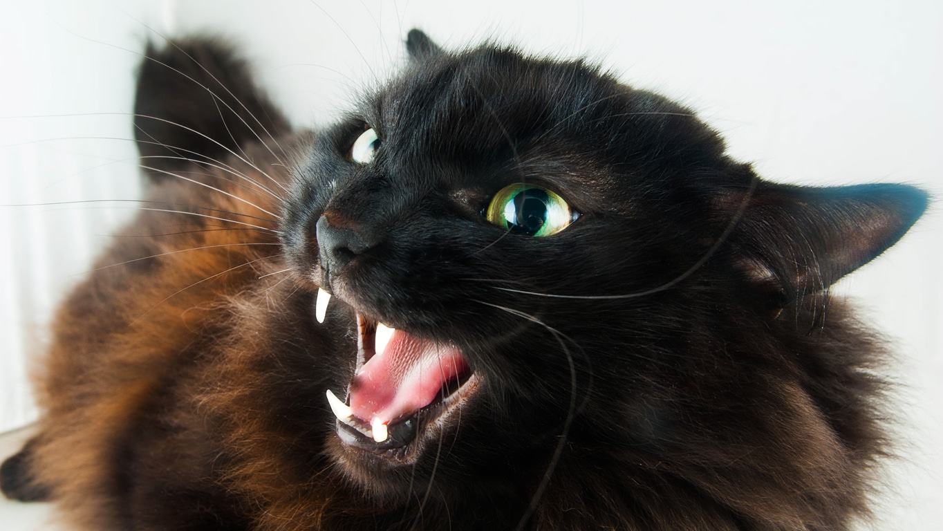 aggressive cat