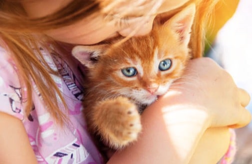 red kitten cuddle child