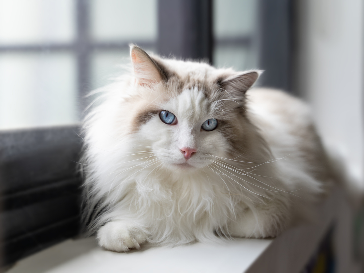 chat race ragdoll poil long