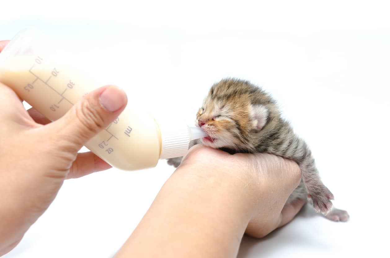 kitten drinks milk from a bottle