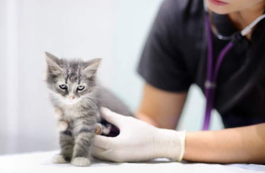 veterinary kitten