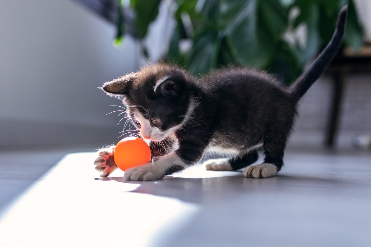 cat ball