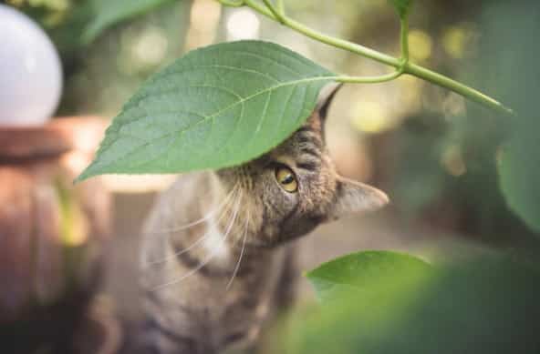 cat smells plant