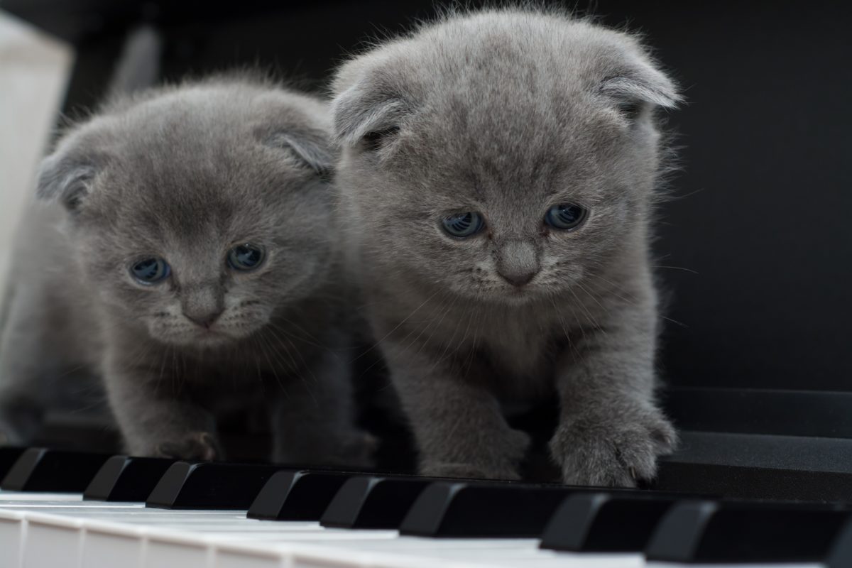 chatons scottish fold