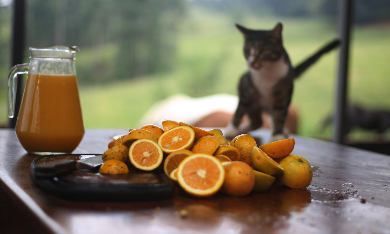 cat fruit juice