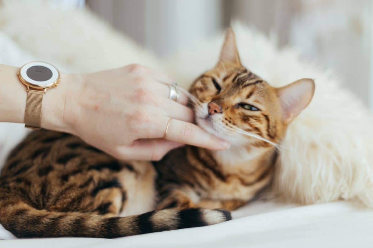 chat bengal caresse calin