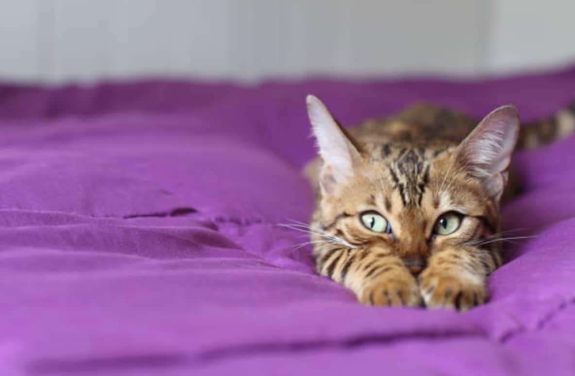 bengal cat lying