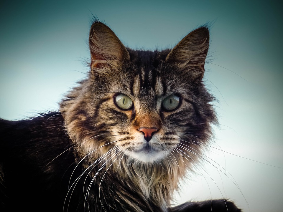 chat maine coon