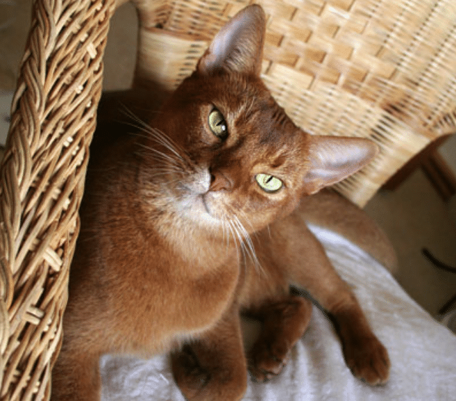 abyssinian cat