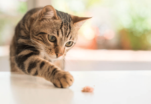 cat plays table