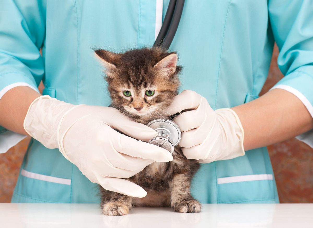 cat vet kitten baby visit health insurance