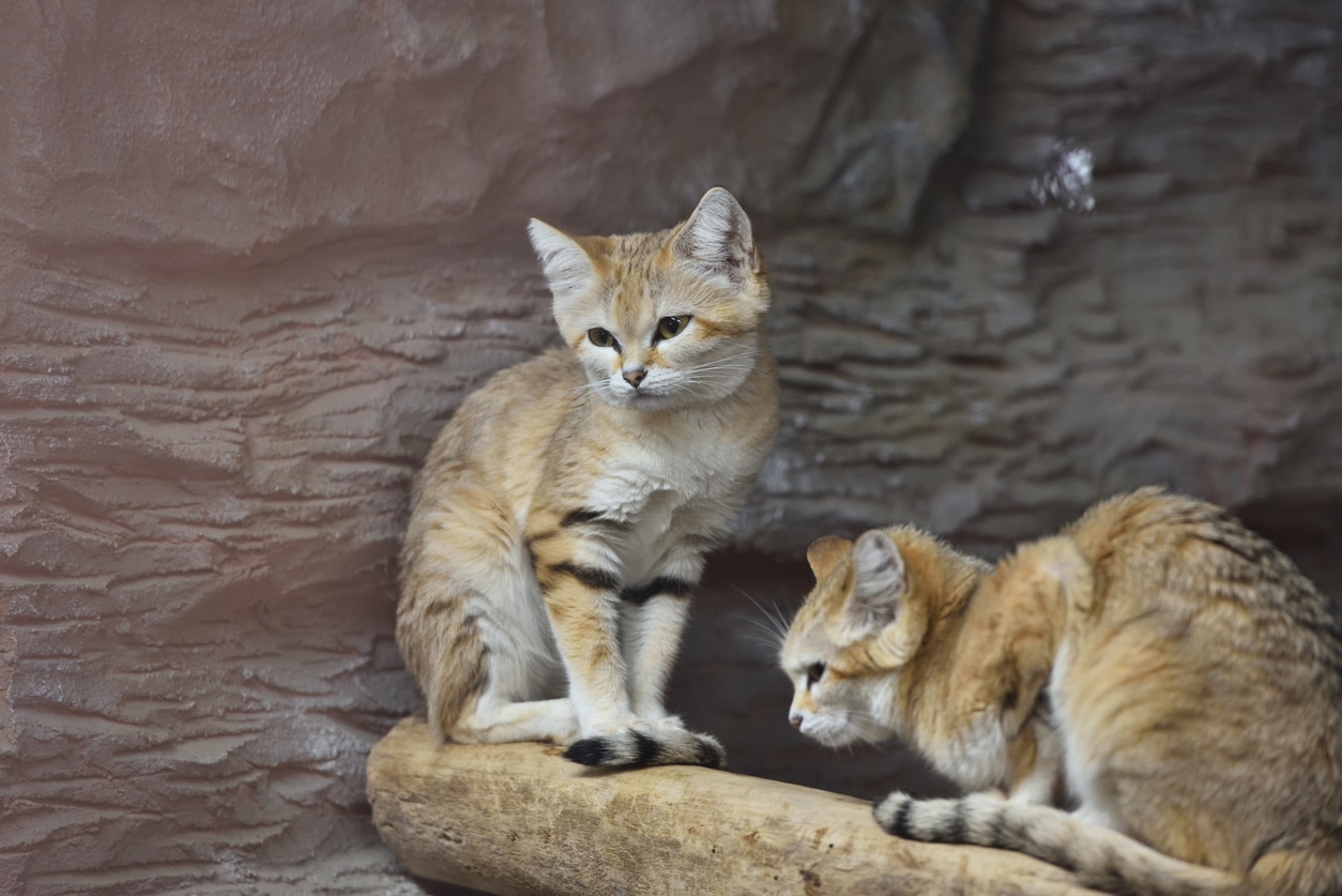 Sand Cat 