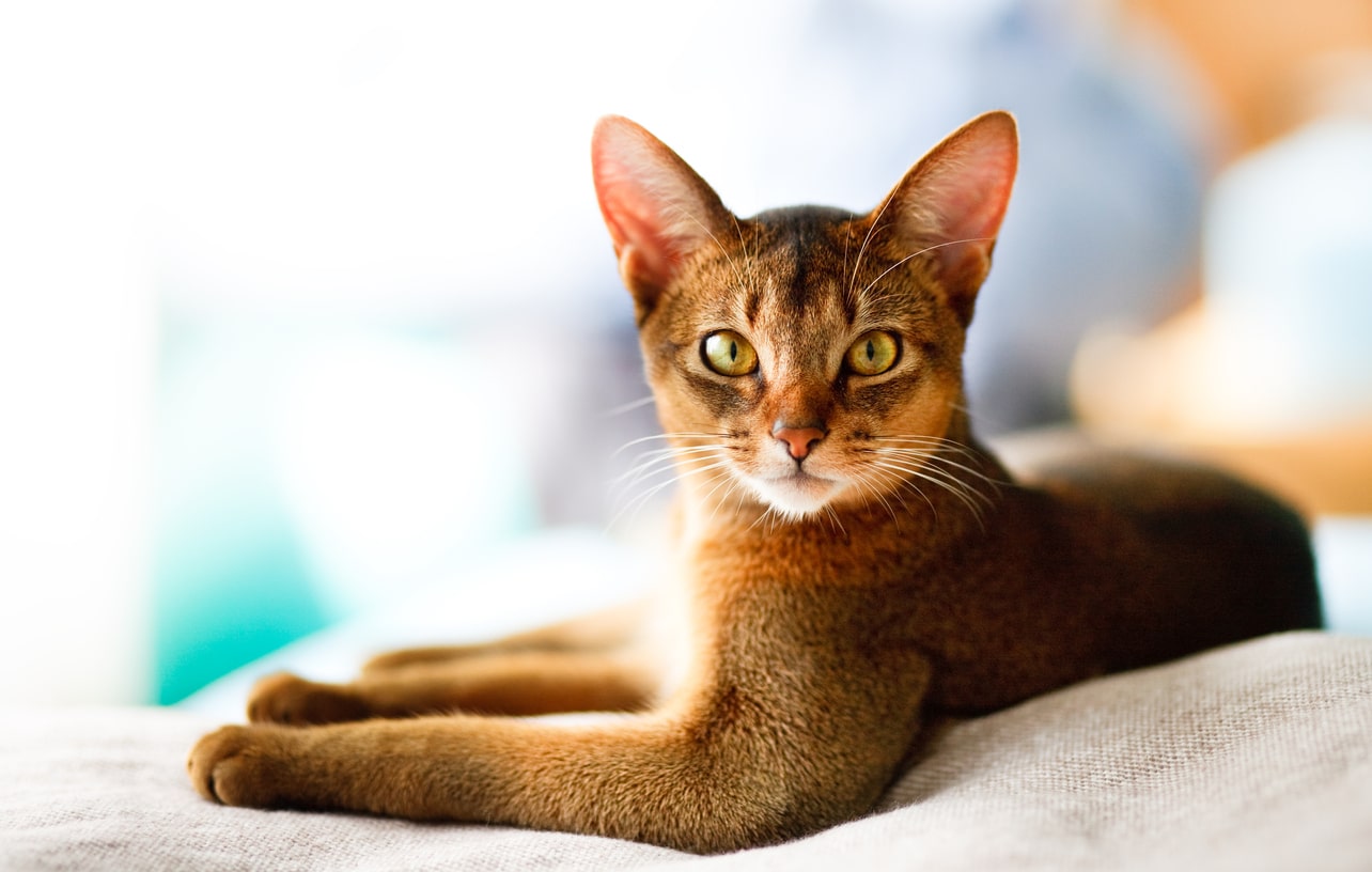 abyssinian cat