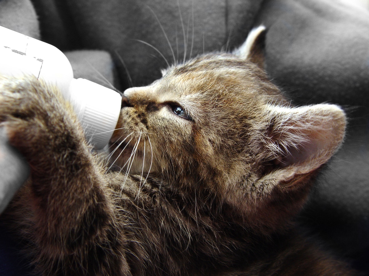 kitten drinks milk from a bottle