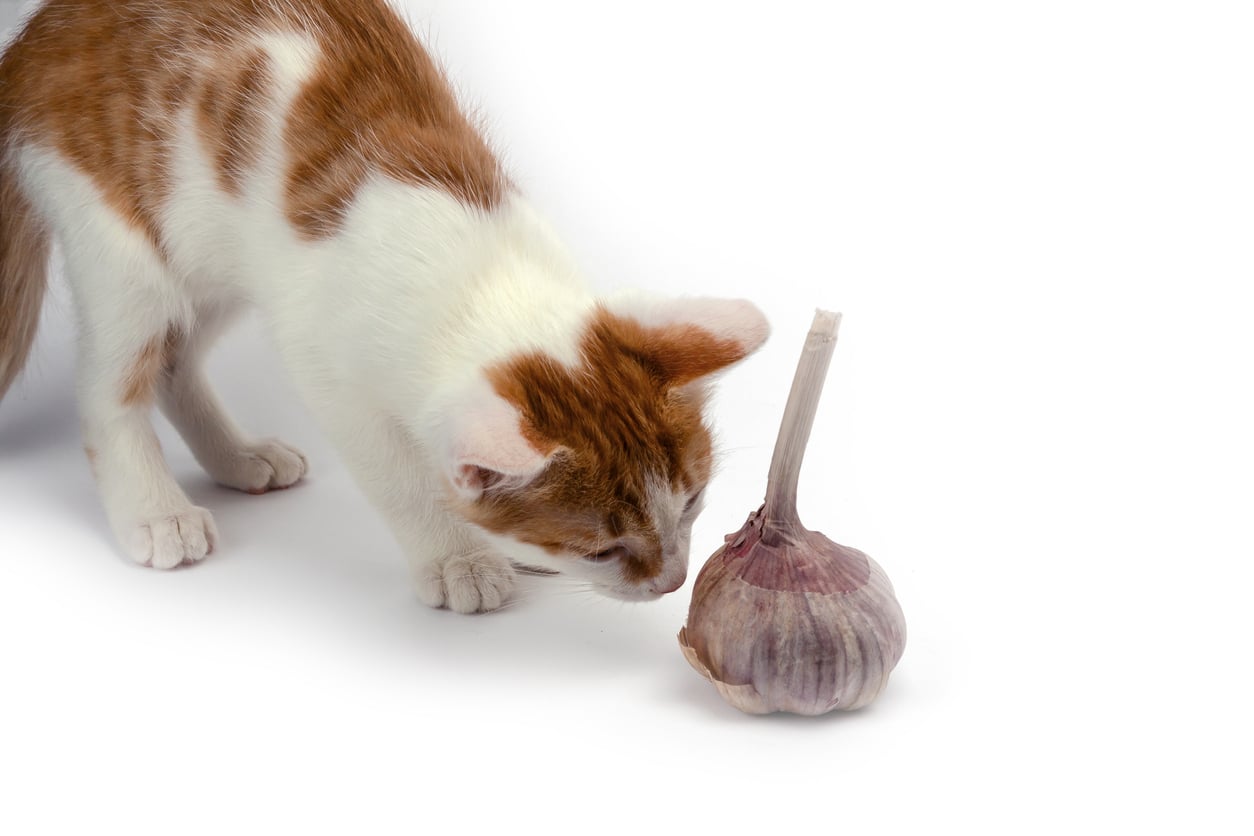 garlic cat