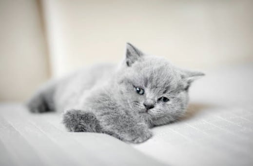 gray kitten lying