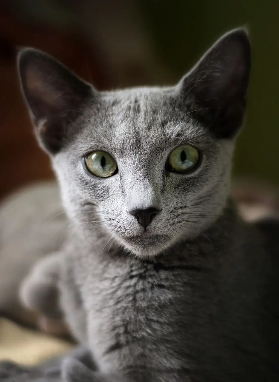 russian blue cat