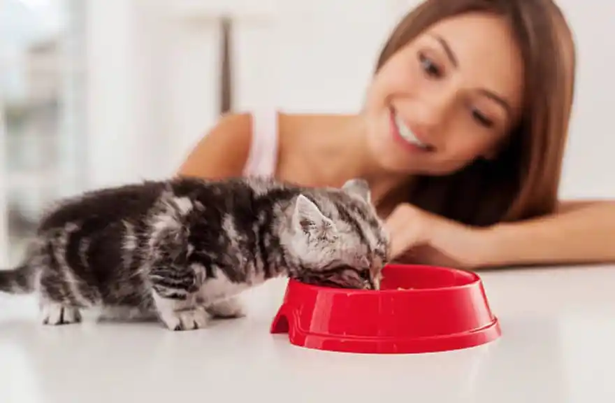 kitten eats bowl