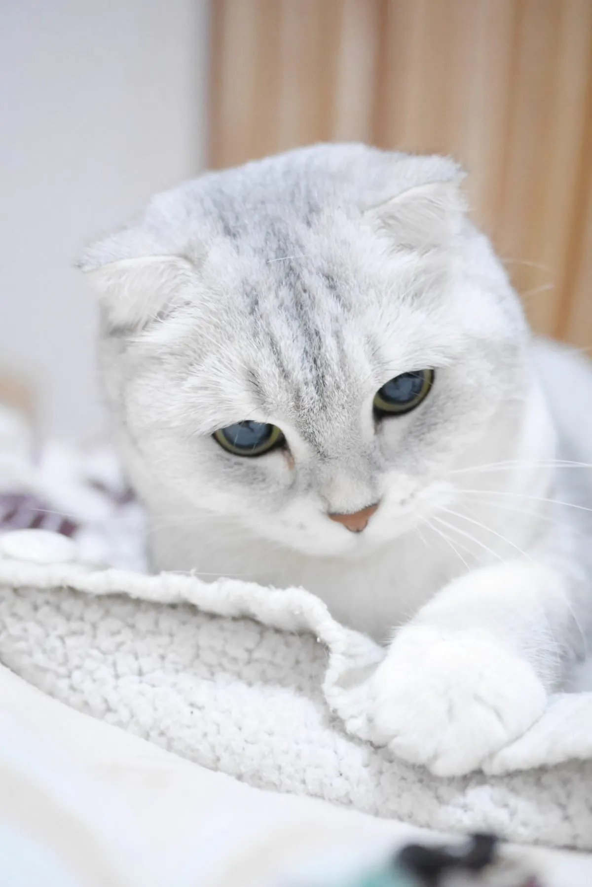 chat scottish fold