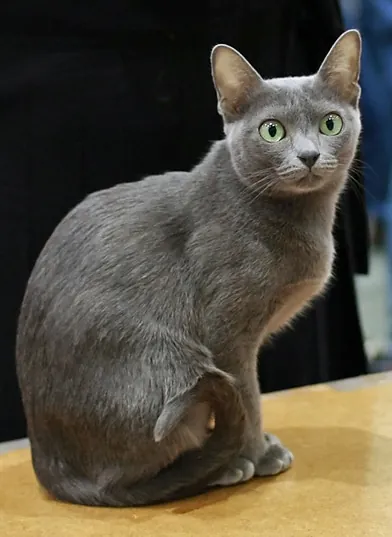 chat korat