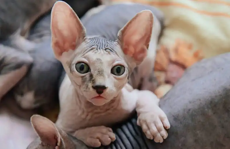 Sphynx Cat