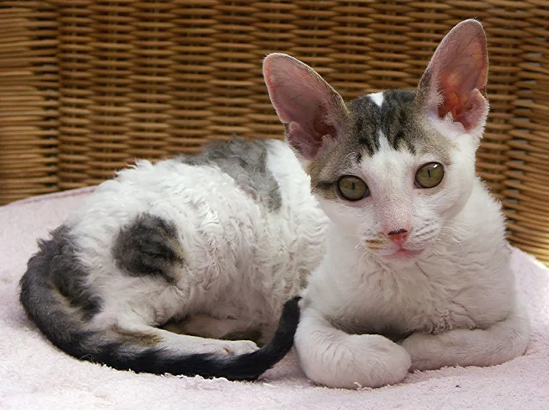 chat cornish rex