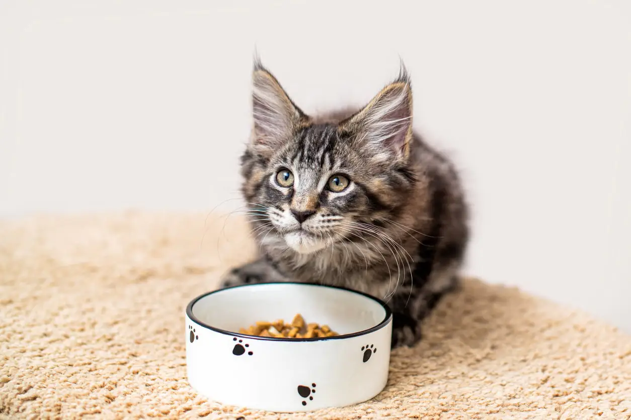 cat bowl