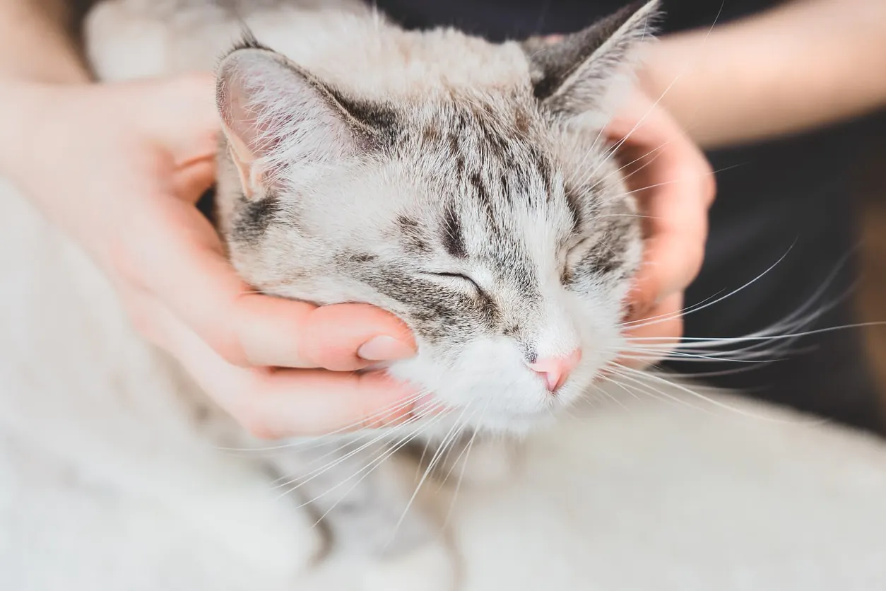 osteopathic cat